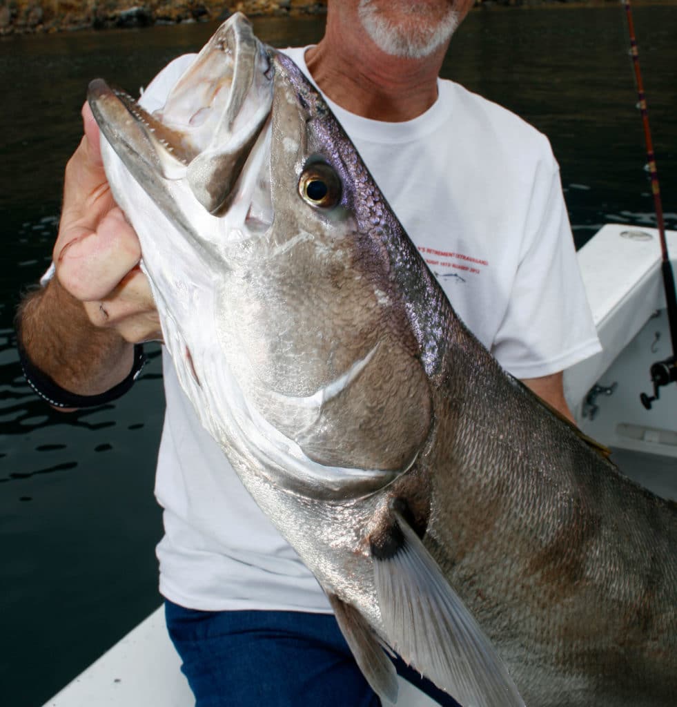 Gray Ghosts: Targeting the Elusive Southern California White Seabass