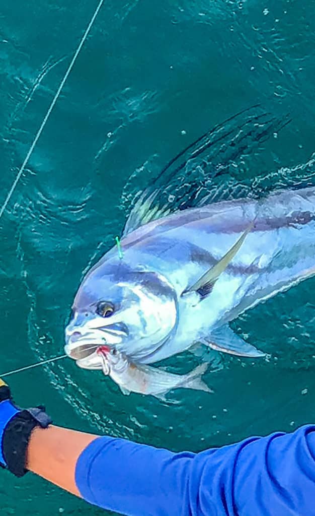 Releasing a roosterfish
