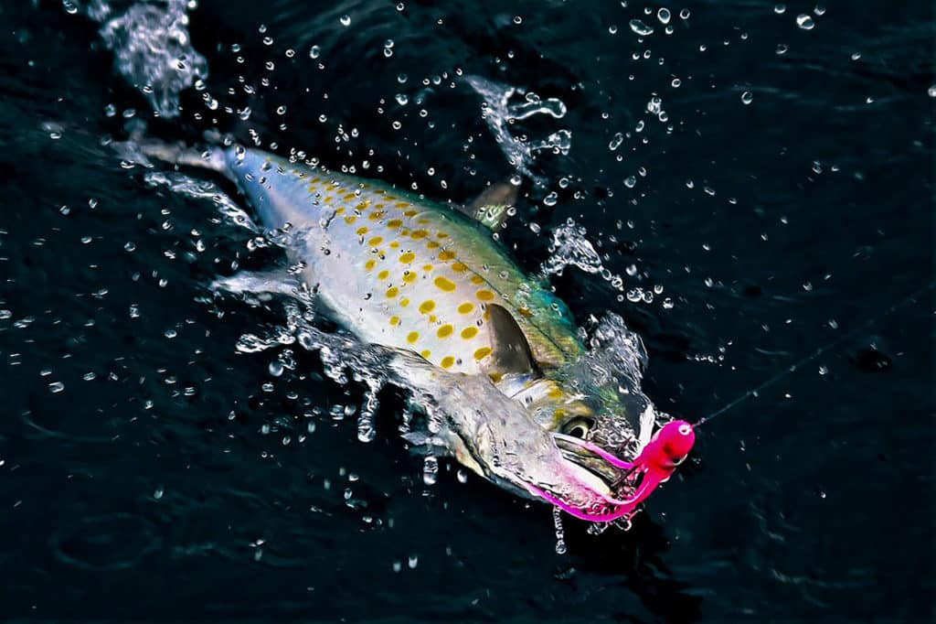 Sierra mackerel