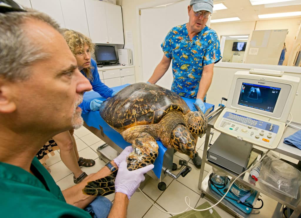 Patient in the Turtle Hospital
