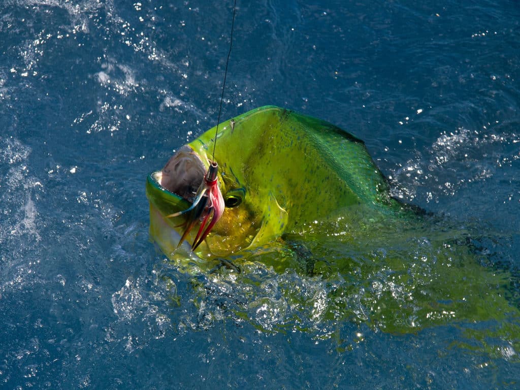 Large mahi on the line