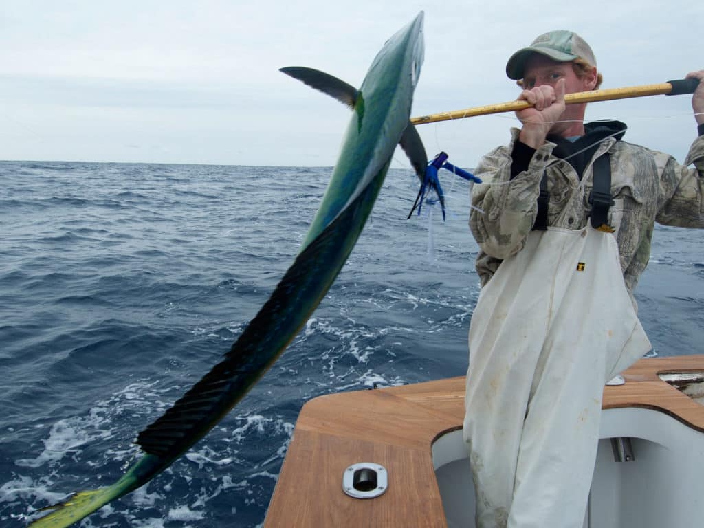 Mahi on the gaff