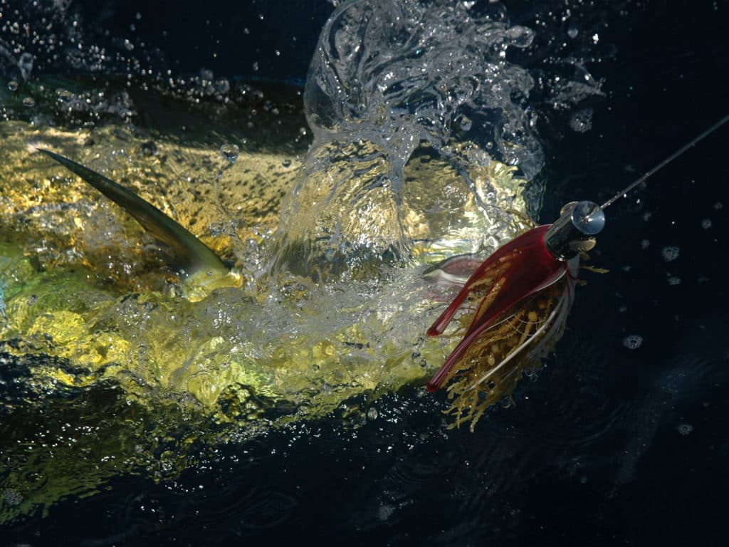 Mahi reeled up to the boat