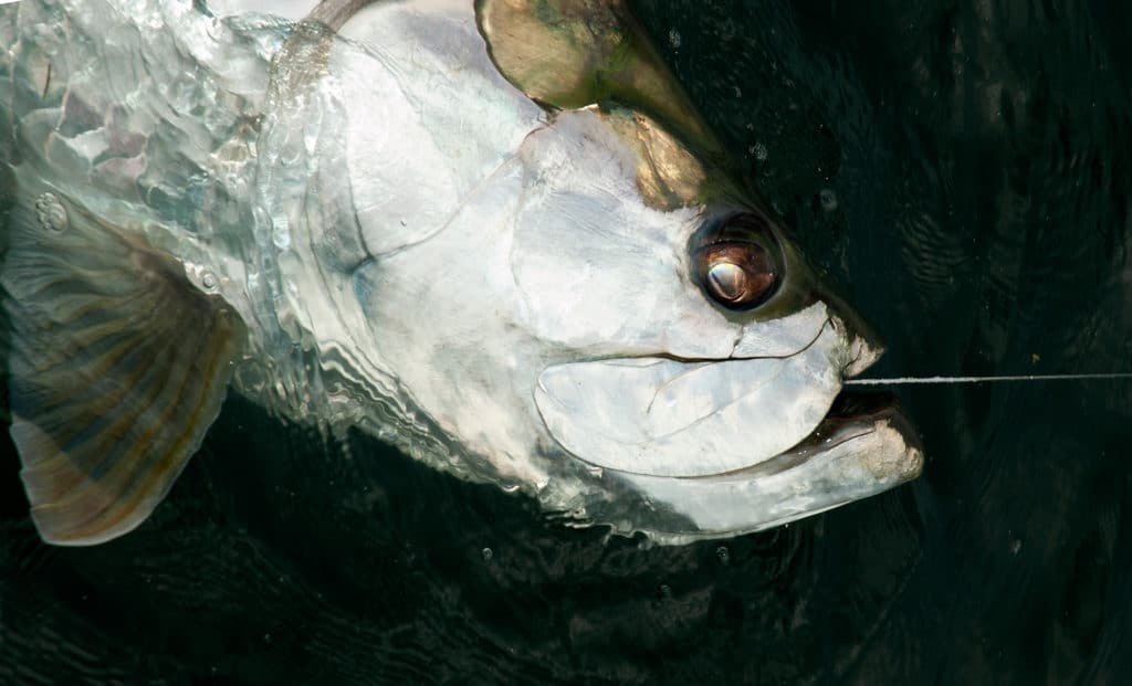 Tarpon fishing in the Keys