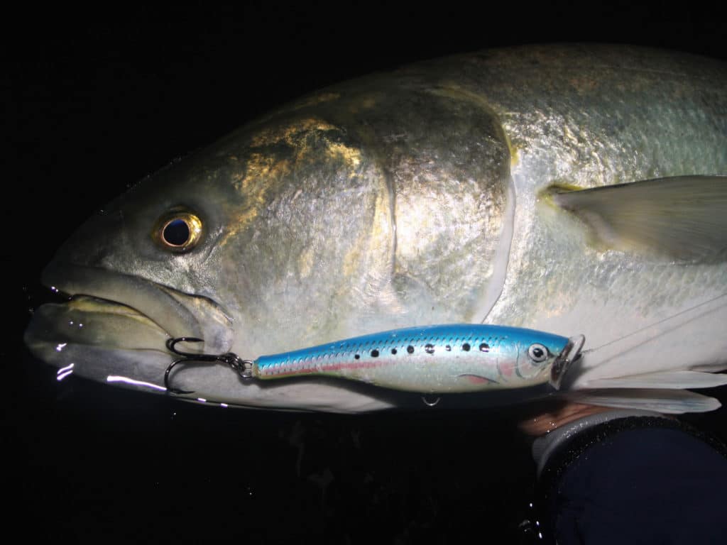 Bluefish caught on a plug