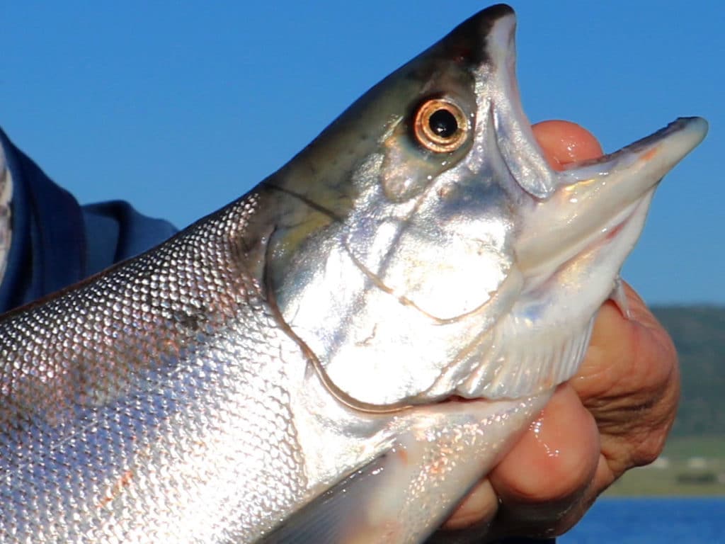 Kokanee salmon