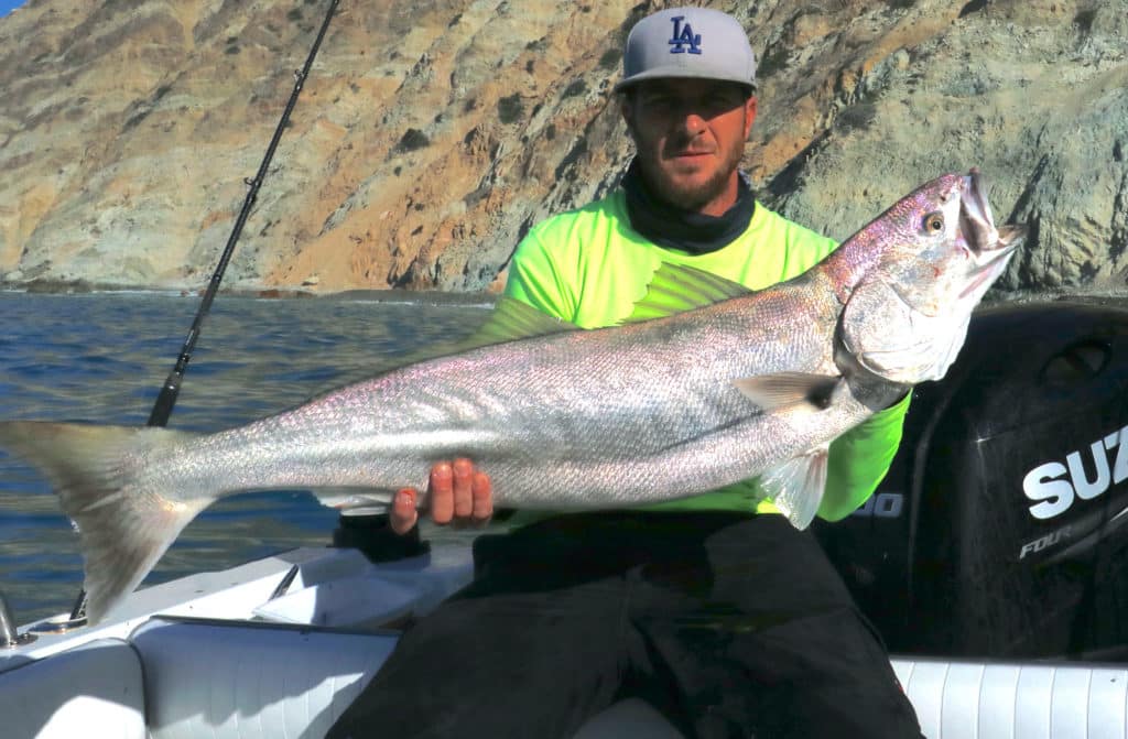 White seabass caught in California