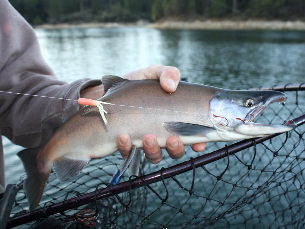 How to Catch Kokanee Salmon