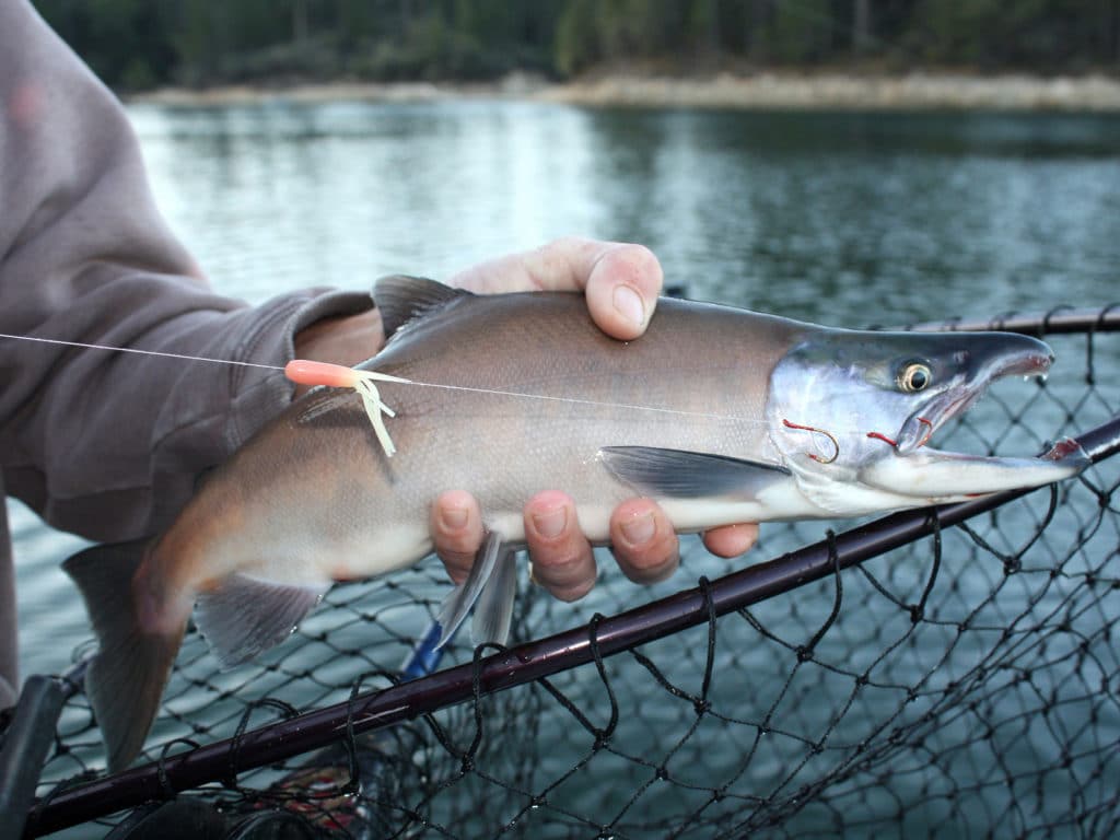 Kokanee salmon in a net