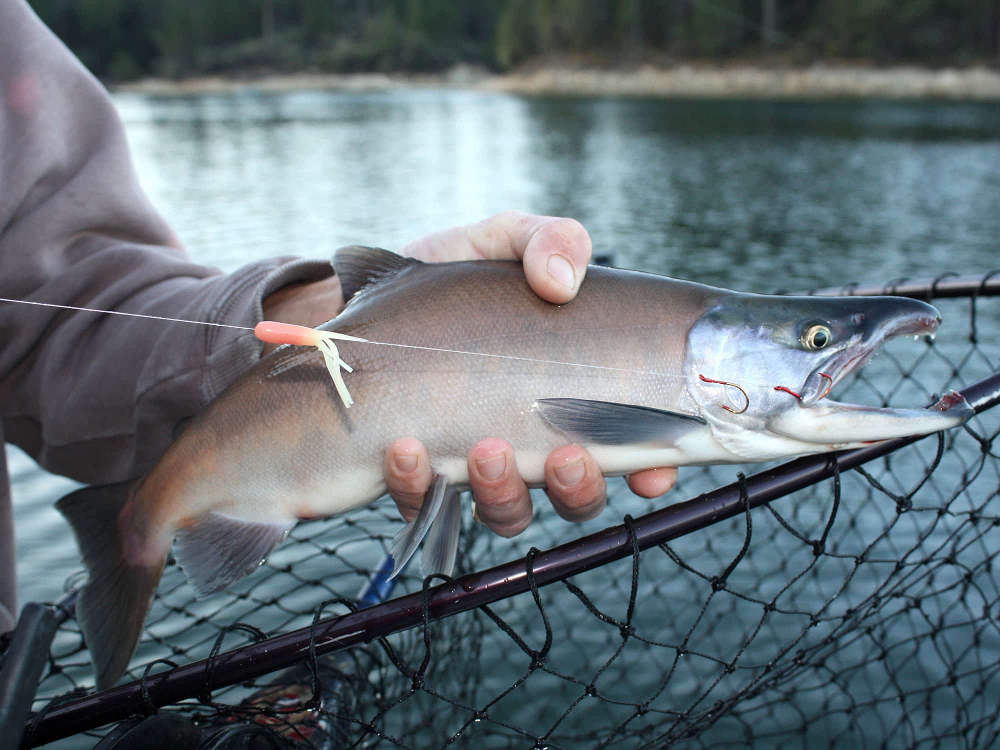 how to fish kokanee salmon