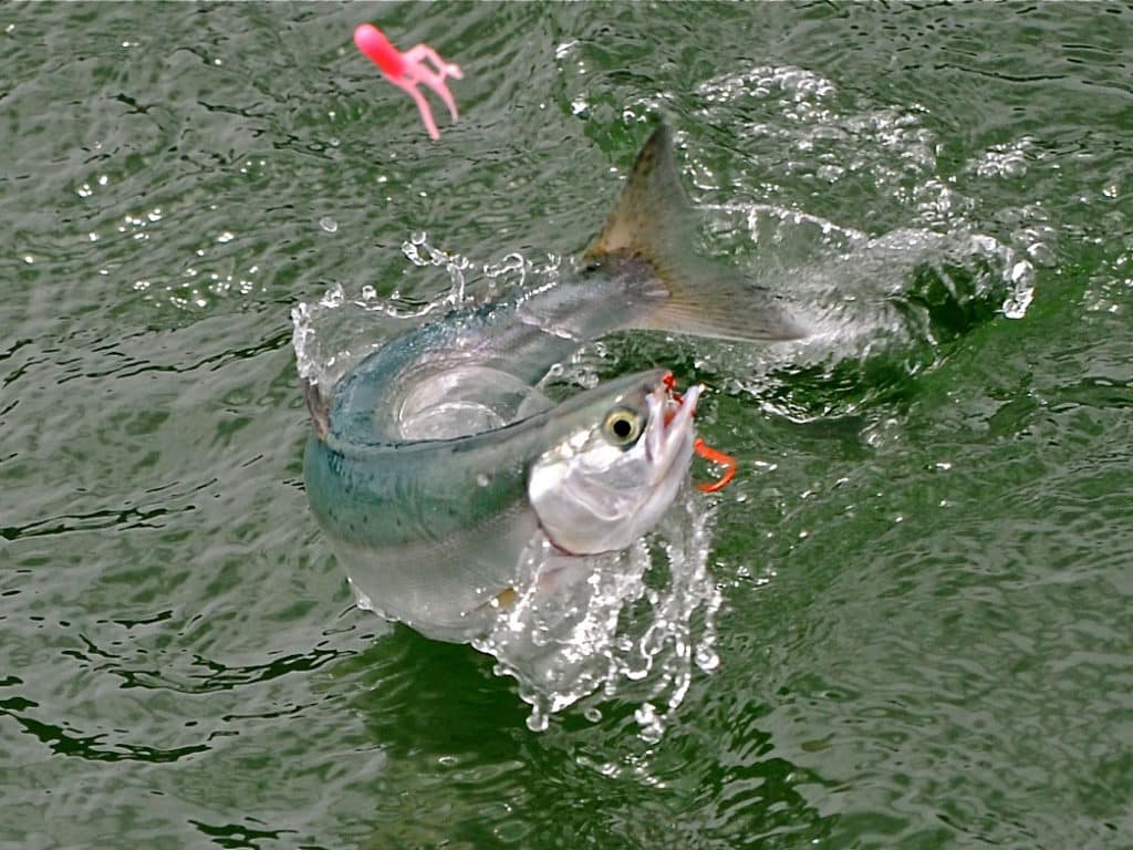 Kokanee jumping out of the water