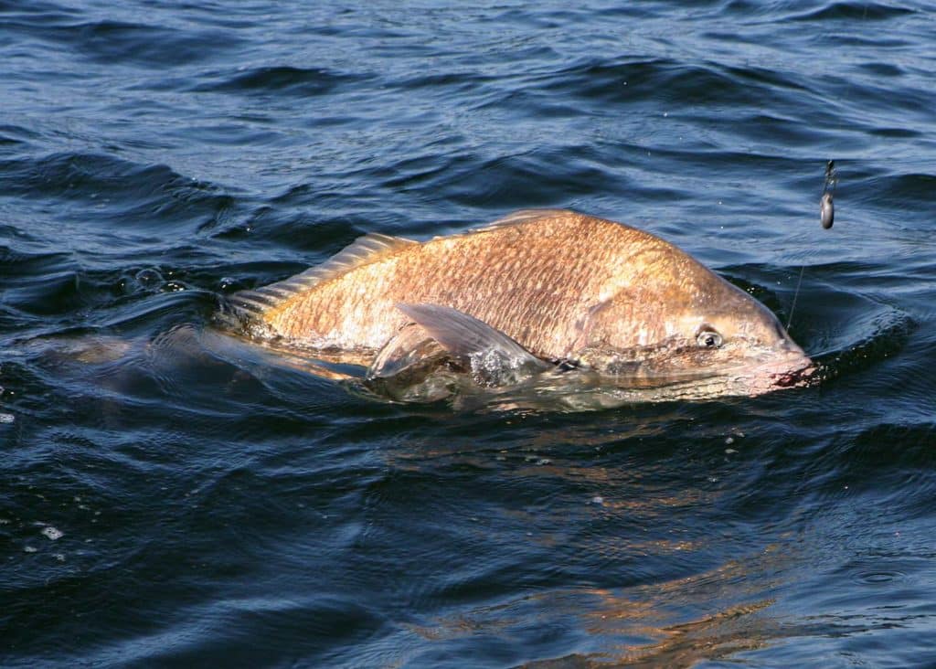 A black drum fish in chesapeake bay.