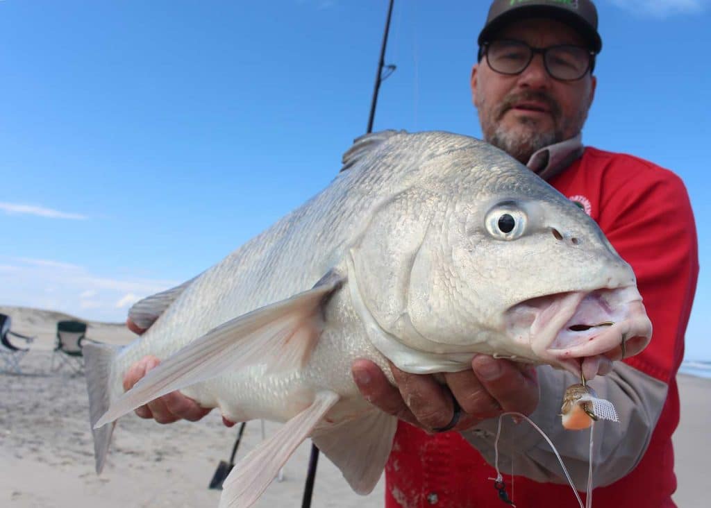 A black drum fish in chesapeake bay.