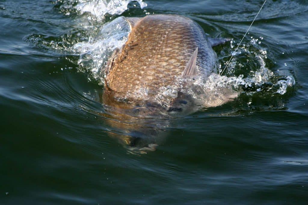 A black drum fish in chesapeake bay.