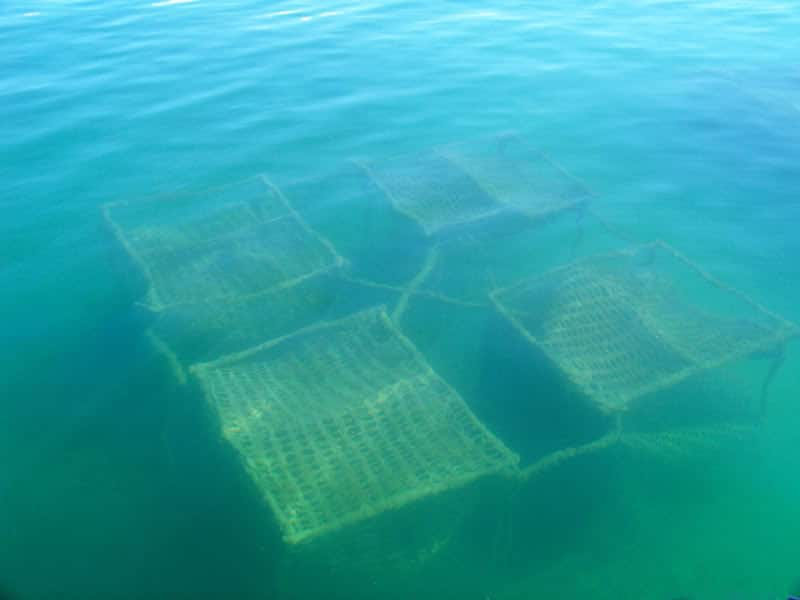 Artificial fish habitat
