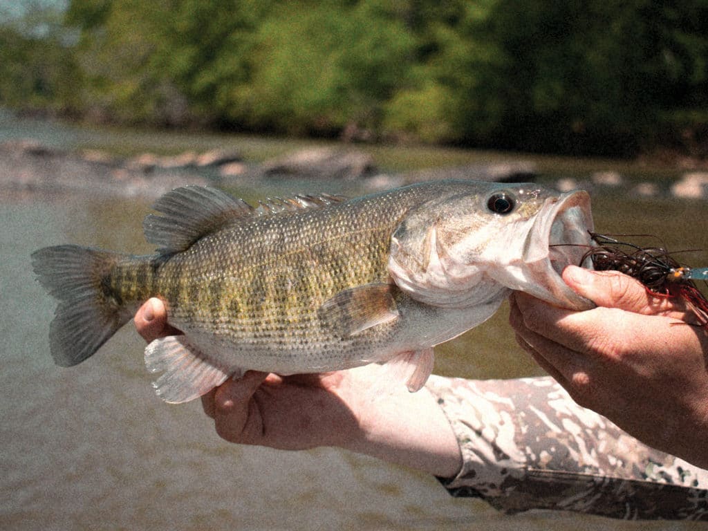 Shoal bass on the Flint River