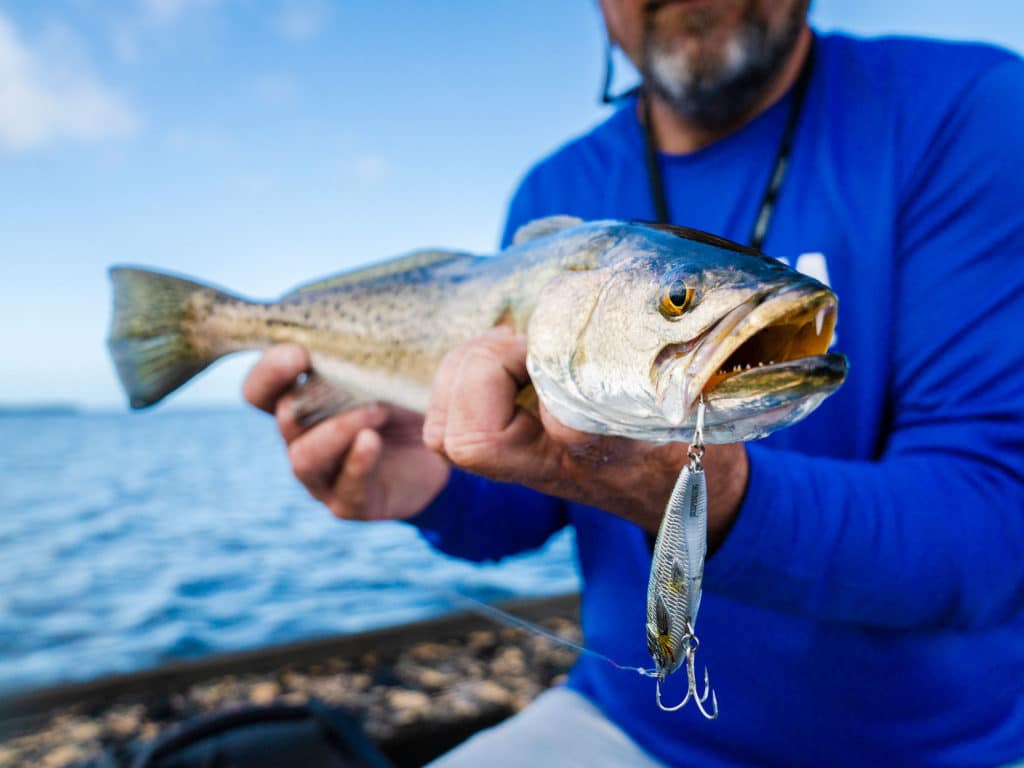 Spotted seatrout caught on a lure