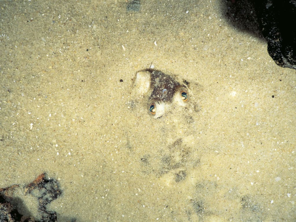 Flounder buried in sand