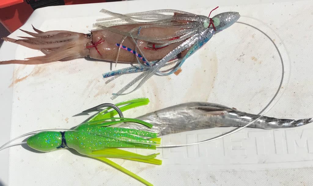 Squid bait for swordfish