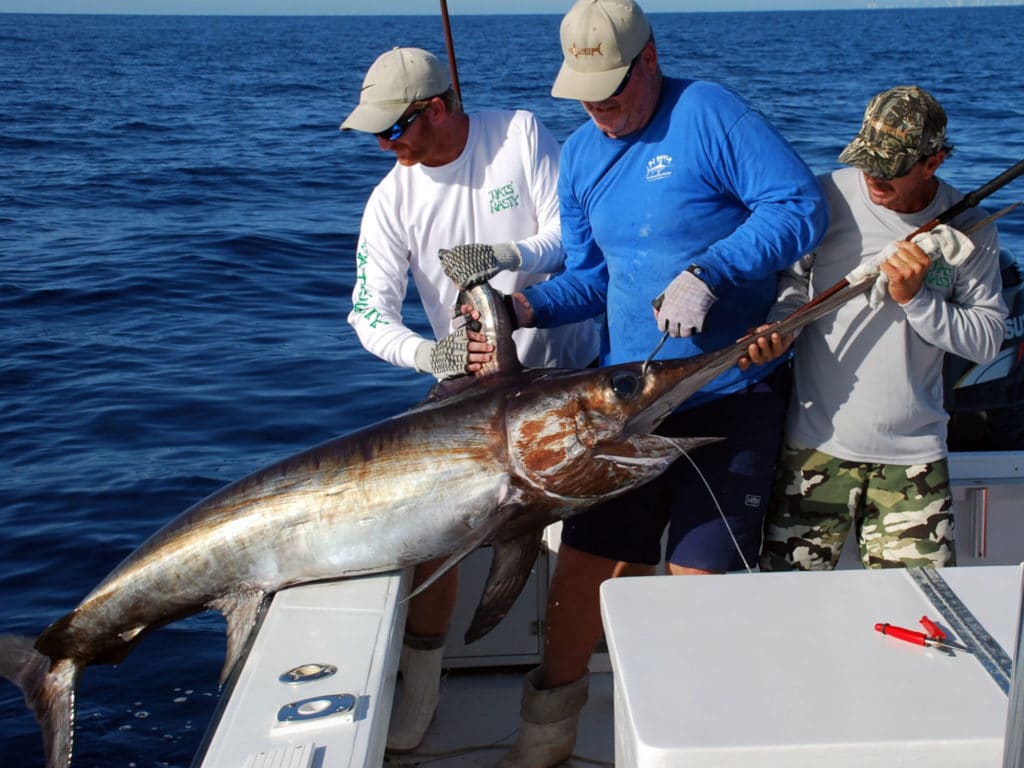 Swordfish caught using an electric reel