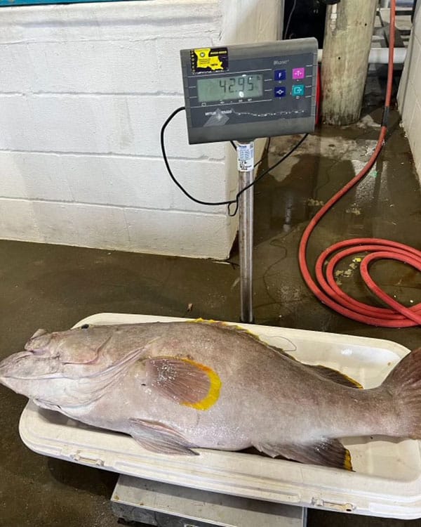 Grouper on the scale