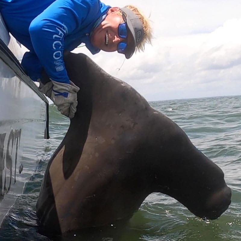 Large hammerhead brought on board