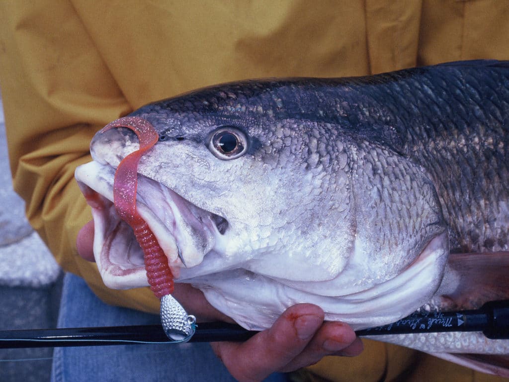 Angler holding redfish
