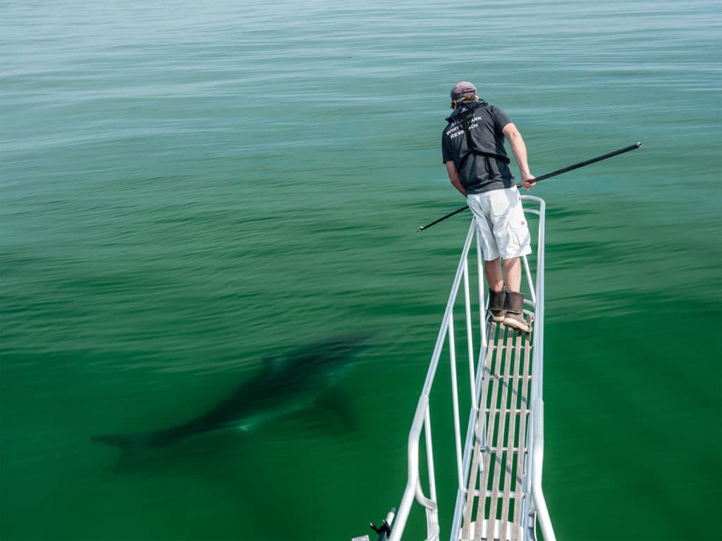 Great White being tagged