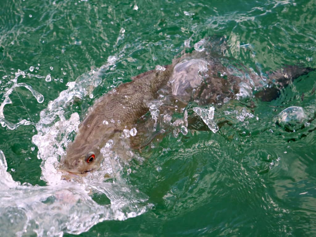 Smallmouth bass on the line