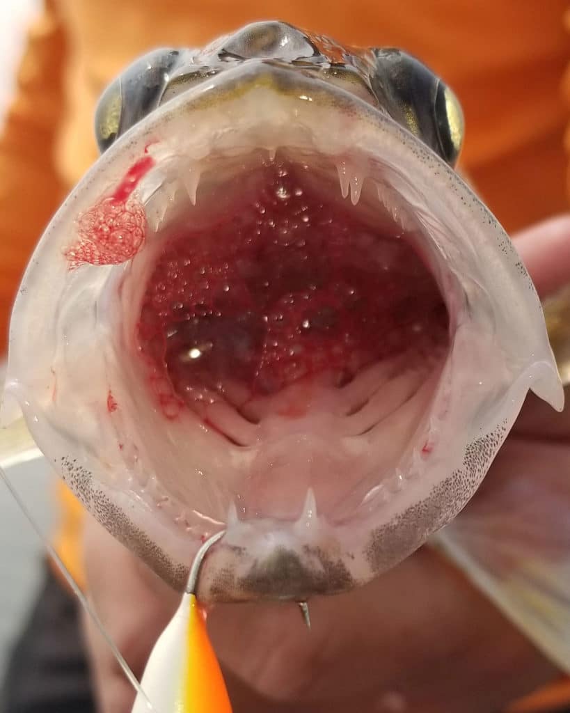 Barotrauma in a fish