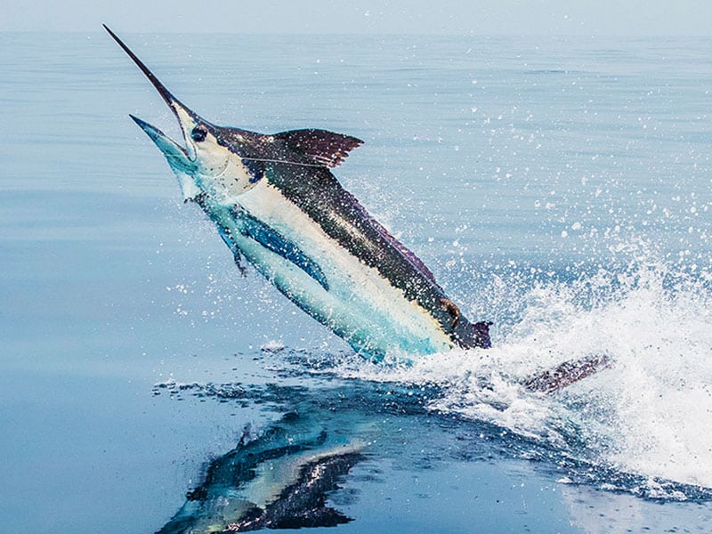 Marlin jumping out of the water