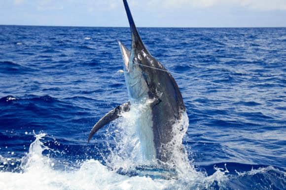 Large marlin jumping