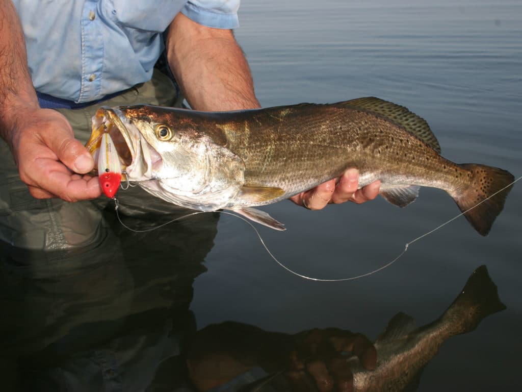 Louisiana trout fishing