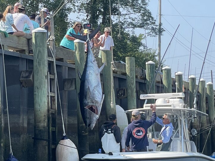 Giant bluefin tuna hoisted at the dock