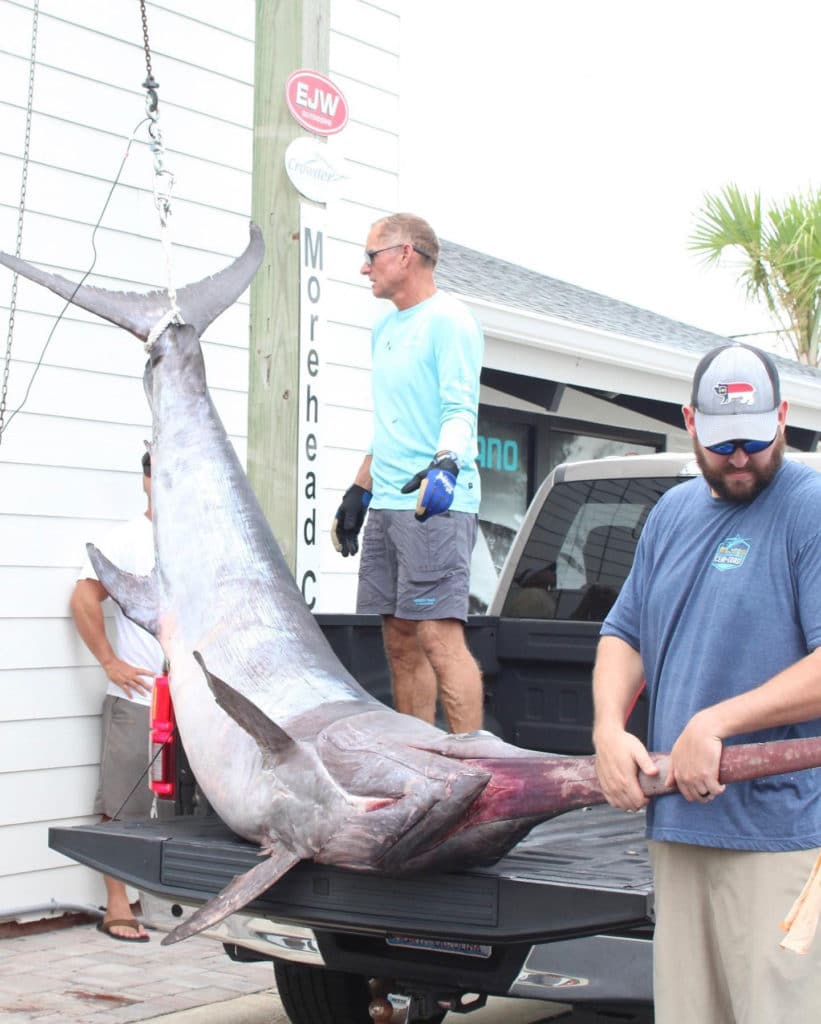 Massive NC swordfish