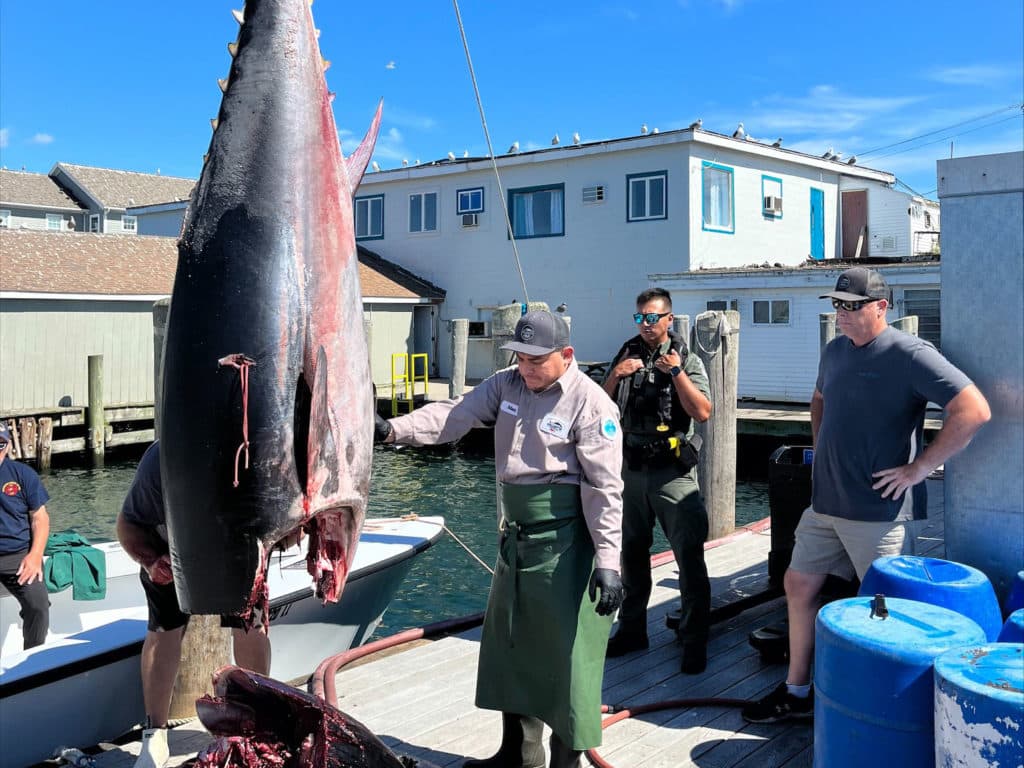 Seized giant bluefin tuna
