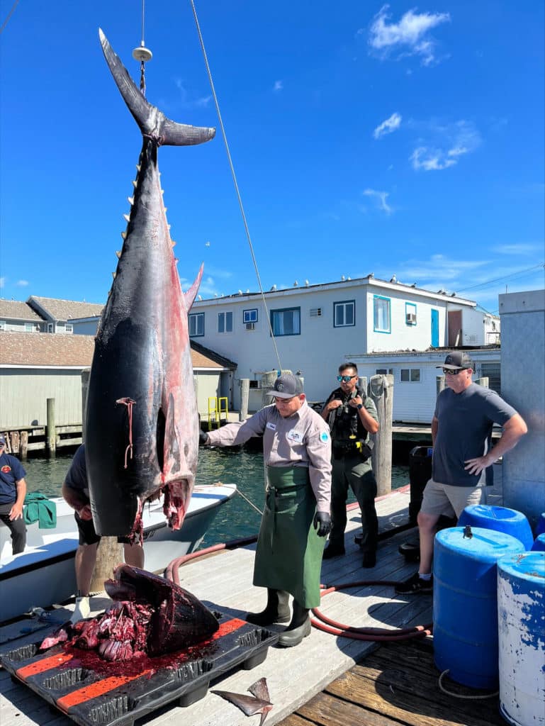 Seized giant bluefin tuna