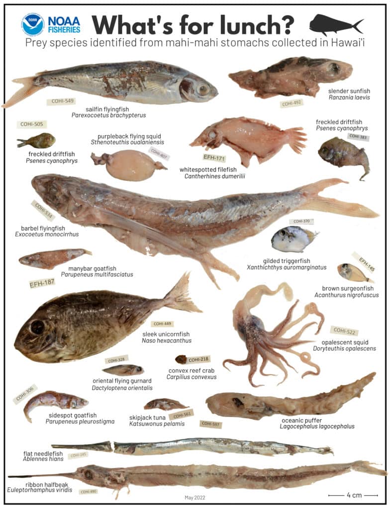 Common contents of dolphin stomachs