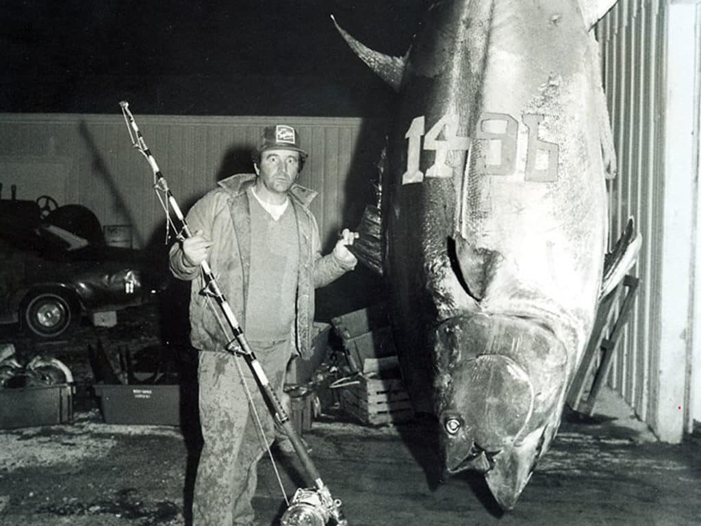 Giant bluefin tuna