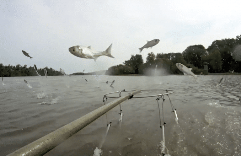 Asian carp jumping out of water