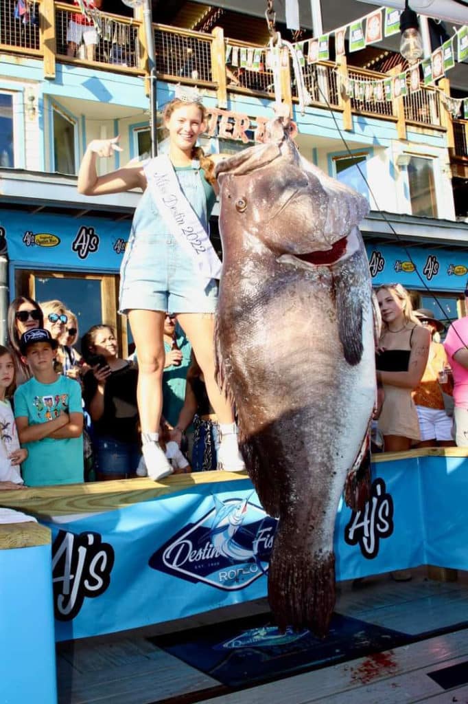 Giant grouper caught in Destin