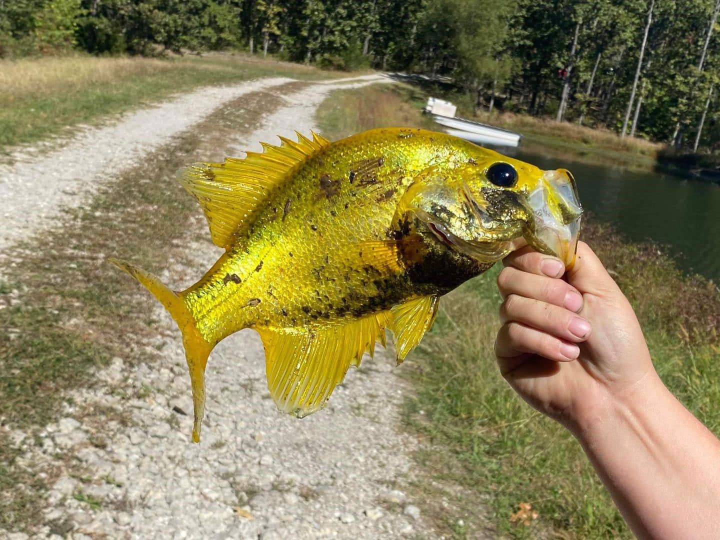 Angler Catches a Rare Golden Crappie