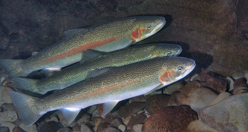 Oregon trout study