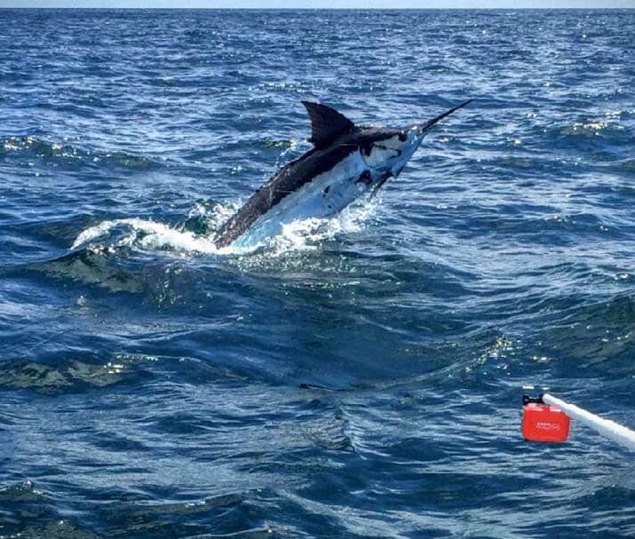 Marlin being tagged