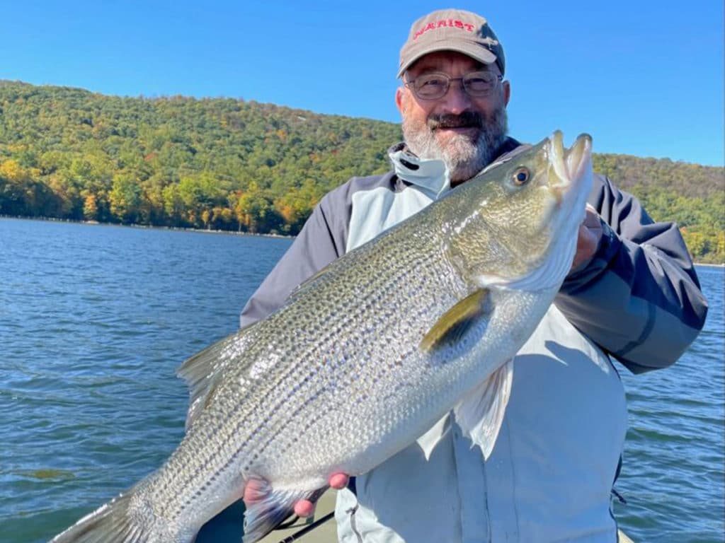 After 23 Years, New Jersey Has A New Hybrid Striped Bass Record
