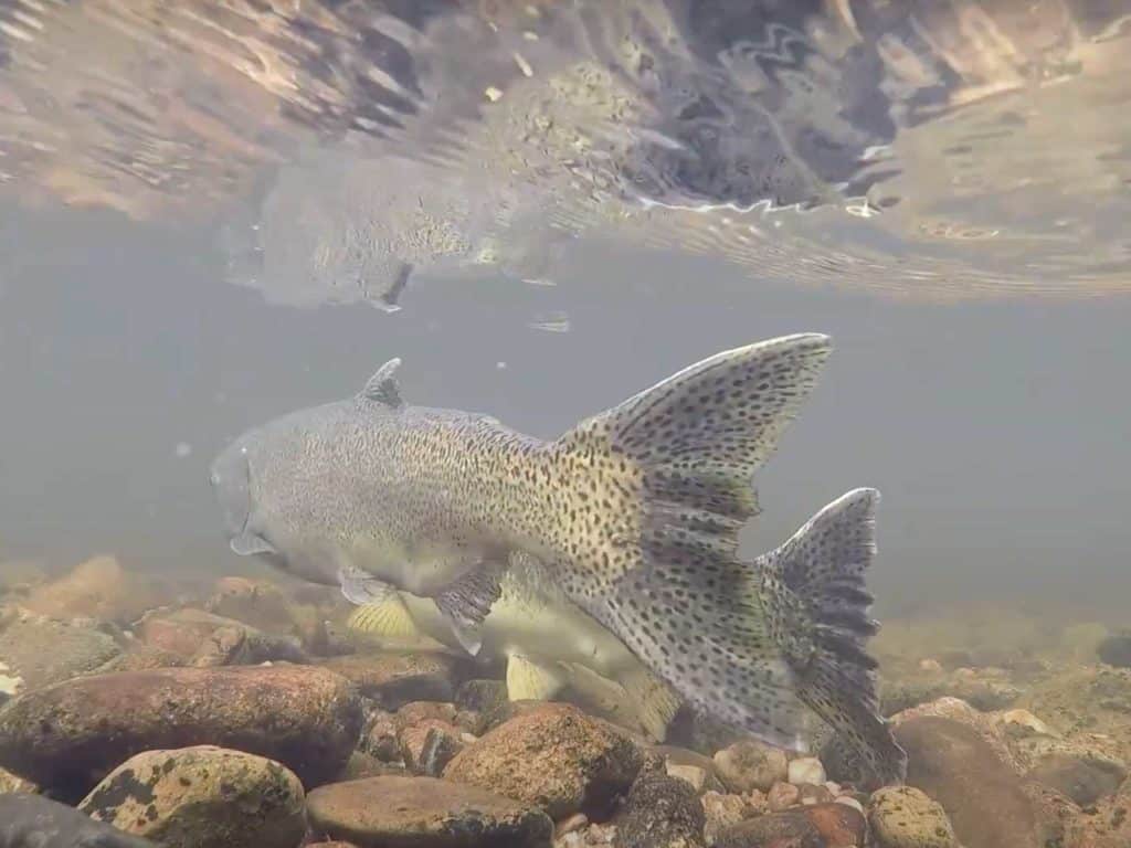 Chinook salmon spawning