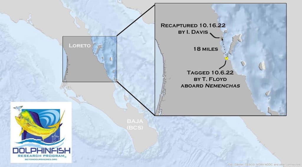 Dolphinfish tagging