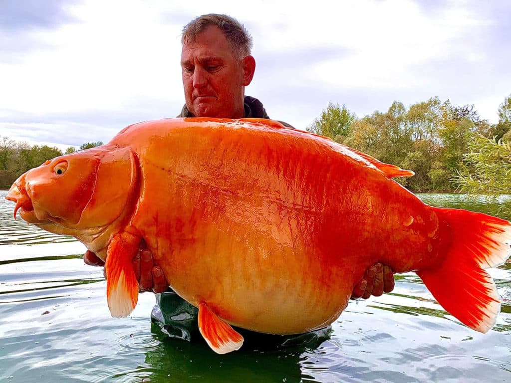 Caught: Giant 67-Pound Golden Fish