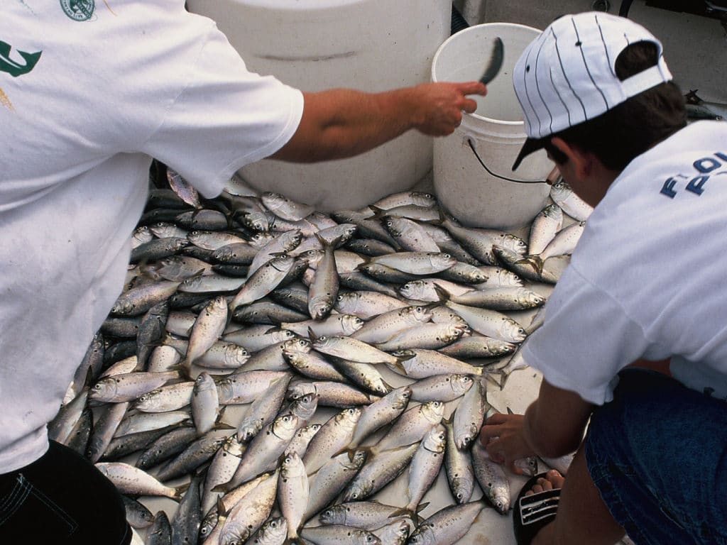 Menhaden harvest