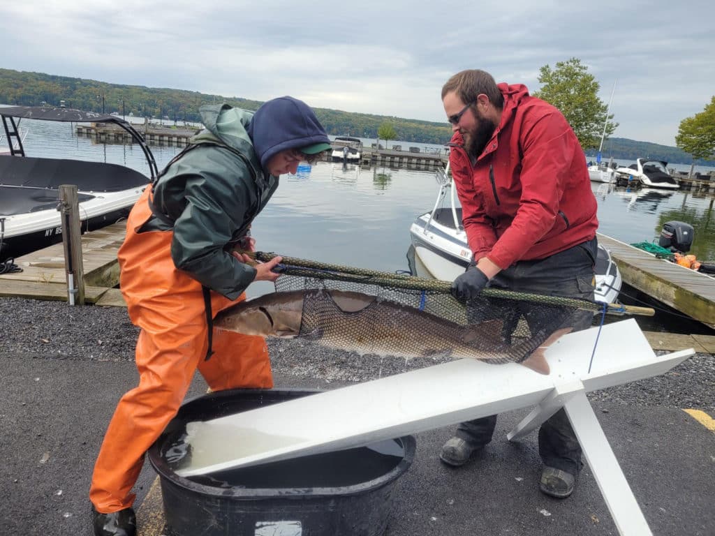 DEC biologists with sturgeon